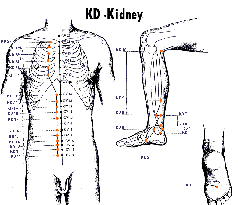 Kidney Meridian Diagram