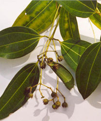 The source plant for the essential oil