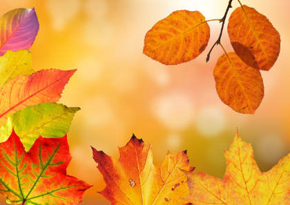 Photo of autumn trees