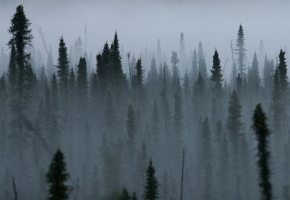 black spruce in misty cove