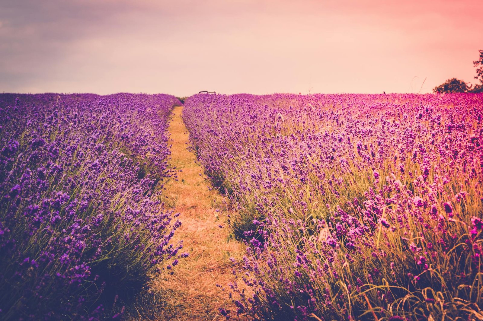 Open lavender field with path leading to horizon